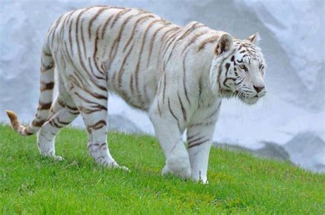 I Love White Tigers Touched A White Tigers Tail Once Large Cats