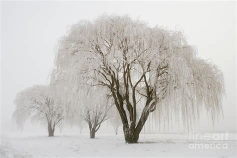Willow Trees In Winter Photograph By Stevegeer Fine Art America