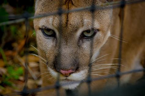 Cougar Face Closeup Stock Photo Image 44737145