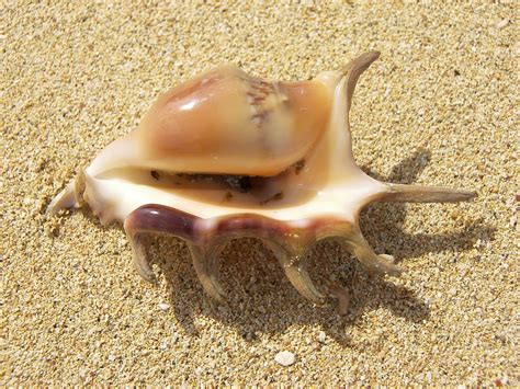 Shells Sea Animals