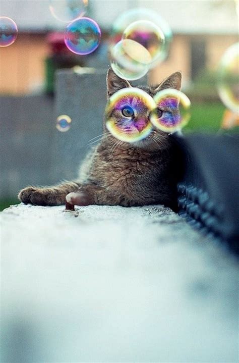 Cat Looking Through Bubbles Cute Cat  Cute Cats Animals
