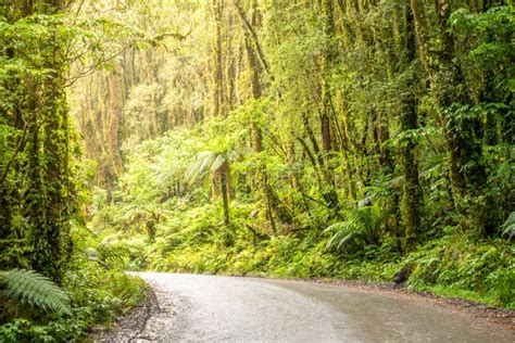 Rain Forest New Zealand Stock Photo Image Of Trees 154073096