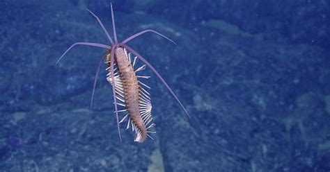 Flamboyant Squid Worms Found Near Galapagos Nautilus Live