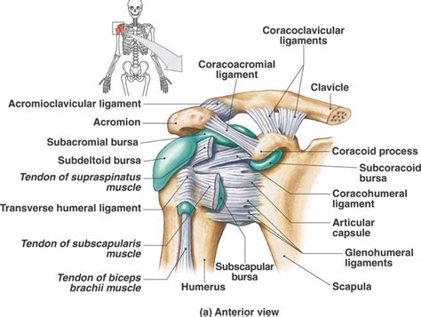 Bursa And Ligament Of The Anterior Shoulder Shoulder Anatomy