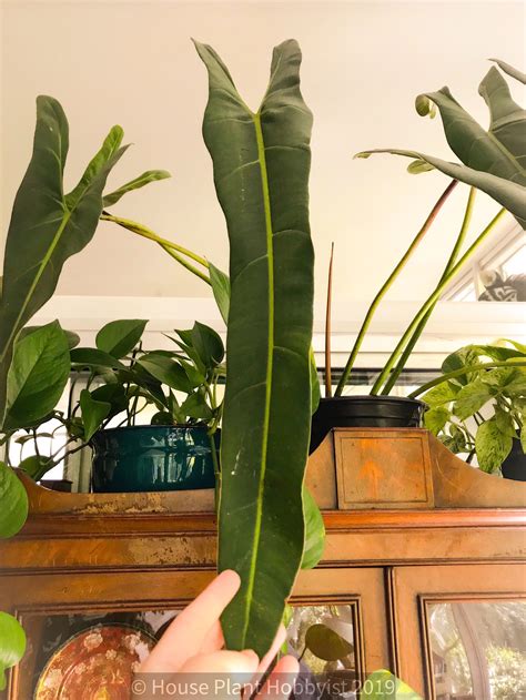 Philodendron Spiritus Sancti House Plant Hobbyist