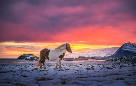 National Geographic Horse Wallpapers