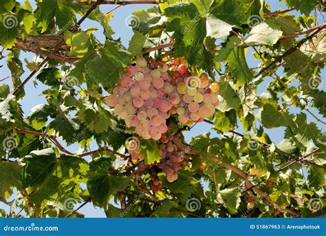 Bunches Of Grapes On A Grapevine Stock Image Image Of Ripe Western