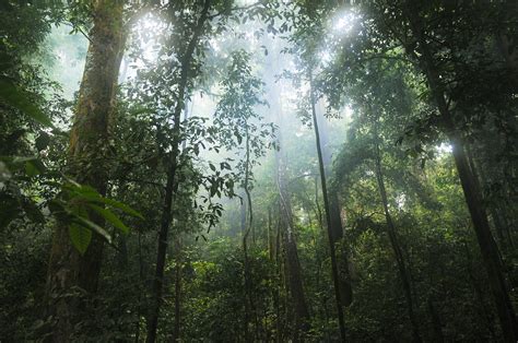 Flora Di Hutan Hujan Tropis Homecare