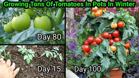 How To Grow Tomatoes At Home Full Training From Seed To Harvest 5