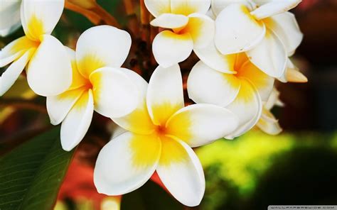 Tropical Flowers Wallpapers Top Free Tropical Flowers Backgrounds