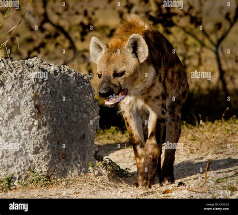 One Spotted Hyena Hi Res Stock Photography And Images Alamy