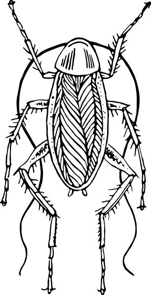 Download sketching images and photos. Cockroach Sketch Clip Art at Clker.com - vector clip art ...