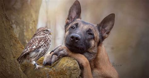 Adorable Owl And Dog Are The Best Of Friends And Extremely Photogenic