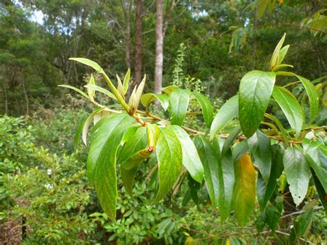 Alphitonia Excelsa Red Ash Gardening With Angus