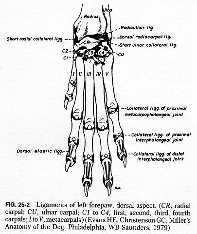 Mechanics of the front leg the scapula is a flat triangular bone that joins. Dog Leg Skeletal Anatomy | ii third carpal bone iii and ...