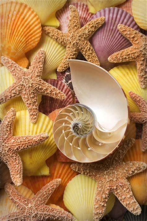 10 Beautiful Starfish And Sea Shell Pictures