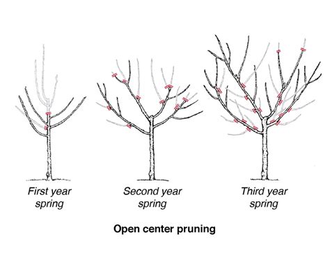 How To Prune Your Fruit Trees Trees For Life Montana