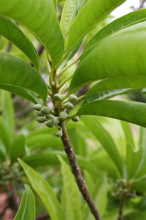 Check spelling or type a new query. Forum: Exotic Fruit Identification