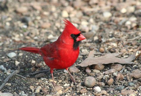 Male Northern Cardinal Walking Around On The Ground Birds Photo