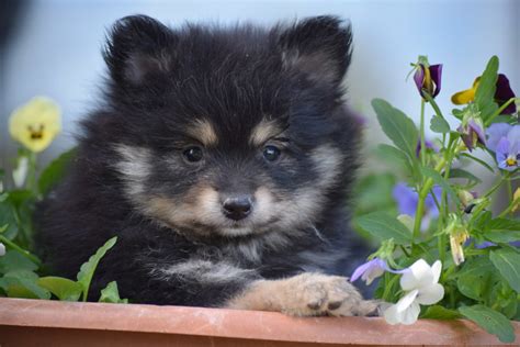 We did not find results for: Pomeranian puppies for sale- Shoal Creek Puppies