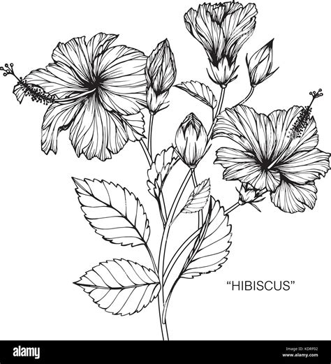 Black And White Images Of Hibiscus Flower Eveliza Tumisma