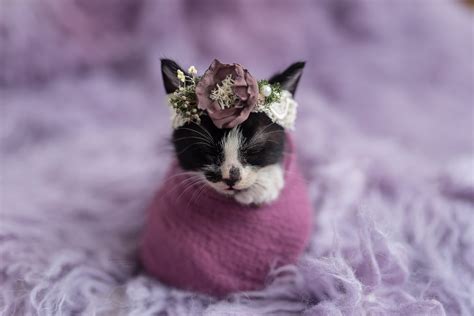 Cats are born already looking like hunters. Newborn Kitten Photoshoot | Kimberly Burleson Photography