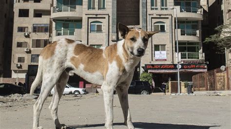 تفاقم مشكلة الكلاب الضالة التلفزيون العربي