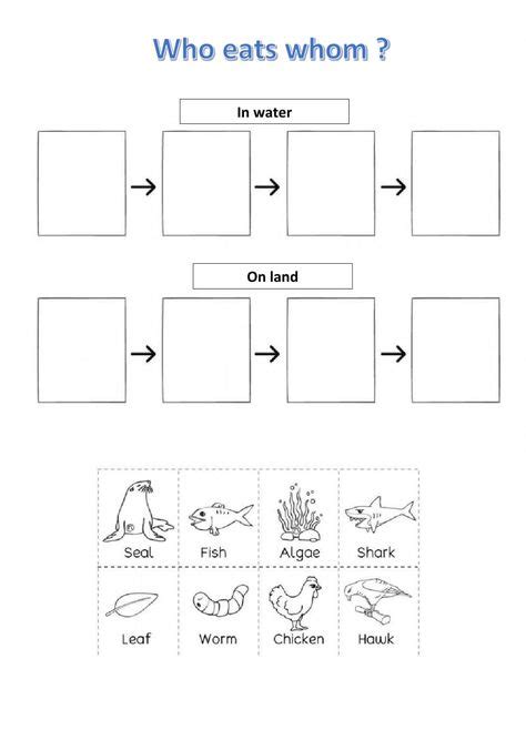 Food Chain For 4th Grade Science