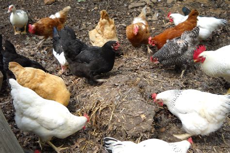 Backyard Chickens Ruffled Feathers And Spilled Milk Backyard Idea