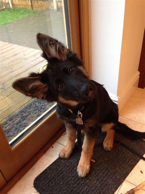 10 Signs You Are A Crazy German Shepherd Person