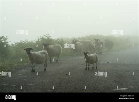 Sheep In Mist Stock Photo Alamy