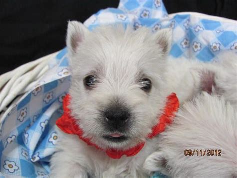 Located in western pennsylvania just outside of punxsutawney, pa 15767. westies puppies pa | Nancys Westies -Maisies Litter of ...