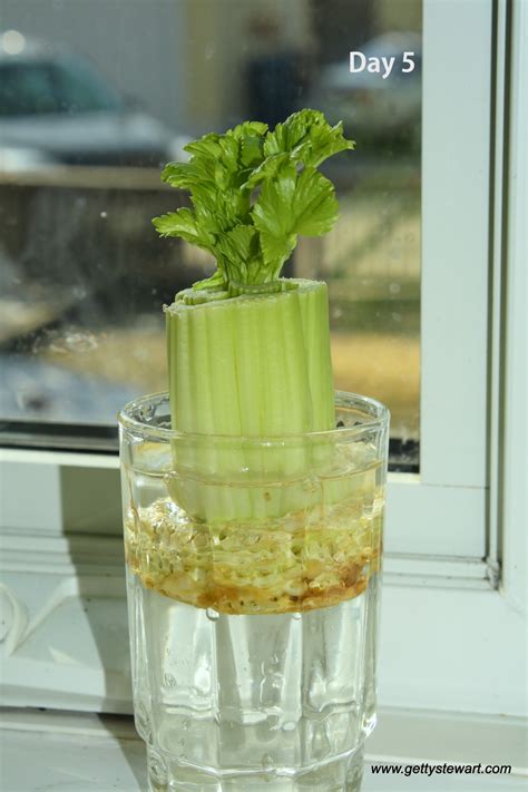 Regrowing Celery From Stalks In The Fridge