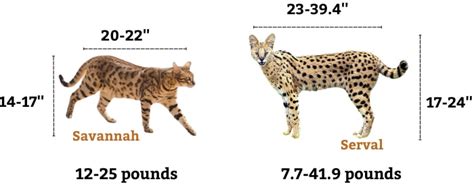 Serval Vs Savannah Cat Similarities And Differences