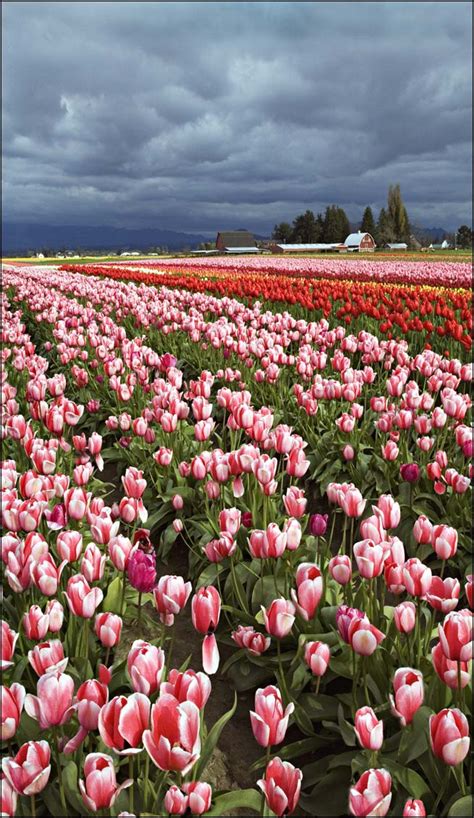 Valley Of Tulips Lee Mann Photography