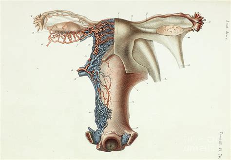 Merck & co., inc., ke. Female Internal Reproductive Organs Photograph by Science ...