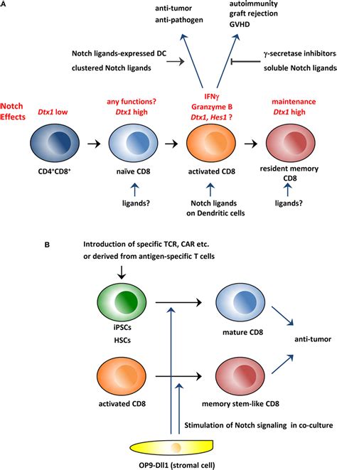 Frontiers Regulation Of Cd T Cells And Antitumor Immunity By Notch