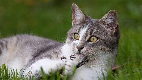 Researchers Find One Cat Can Kill 110 Native Animals In A
