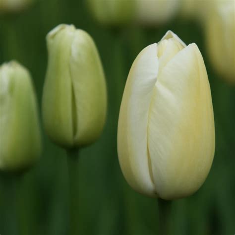 Buy Single Late Tulip Bulbs Tulipa Maureen Delivery By Waitrose Garden