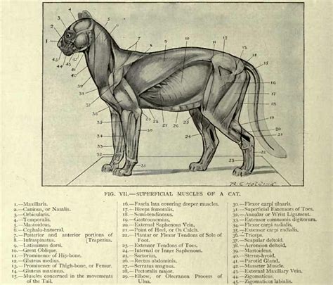 An interactive atlas for veterinarians. 5 cat muscle anatomy diagram : Biological Science Picture Directory - Pulpbits.net