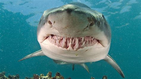 How Long Do Tiger Sharks Live Are Tiger Sharks Dangerous To Humans