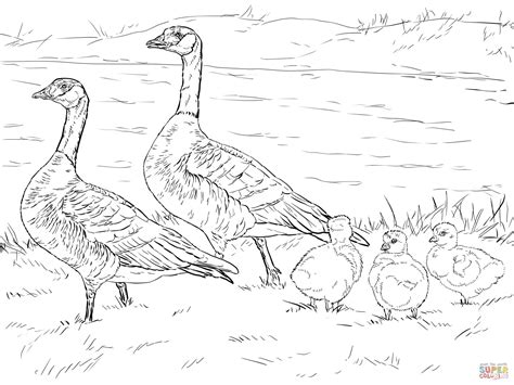 Download Baby Goose Coloring Page - Coloring Home