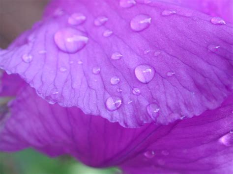 Images Gratuites Rosée La Photographie Feuille Fleur Violet