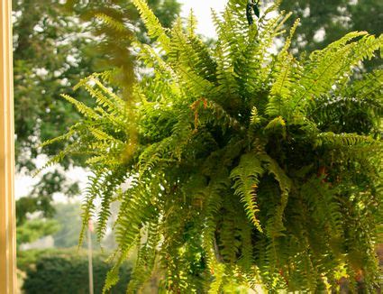 This beauty can be grown indoors for most. Tips for Growing Maidenhair (Adiantum) Ferns at Home