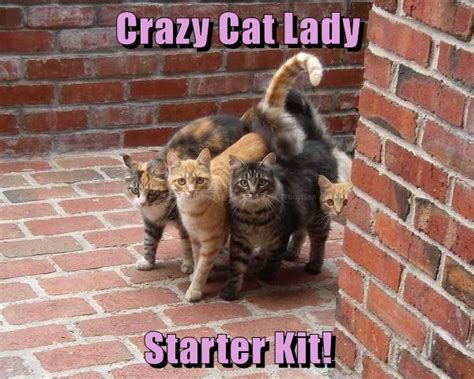 Crazy Cat Lady Starter Kit Lolcats Lol Cat Memes Funny Cats