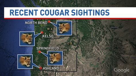 state biologist says cougars on the rise katu
