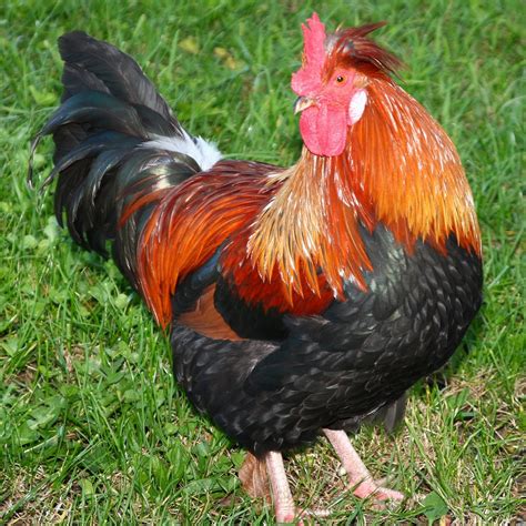 Best Egg Laying Chicken Breeds With Pictures Name Laying Chickens Hot
