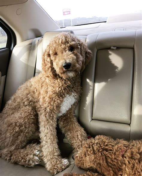 What happens when you take two of the most loving, friendly, and intelligent dog breeds, the poodle and english cream golden retriever? Image result for goldendoodle teddy bear cut | Puppies ...
