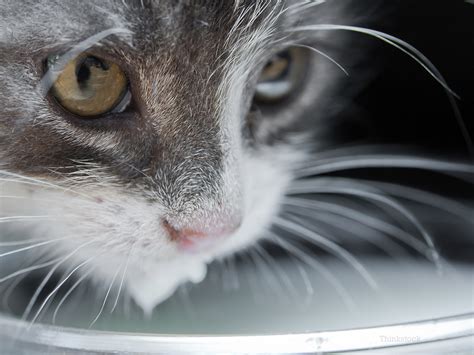 Almond milk doesn't necessarily offer your cat any unique health benefits. Can My Cat Drink Milk?
