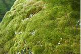 Images of Moss Landscaping